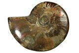 Red Flash Ammonite Fossil - Madagascar #187263-1
